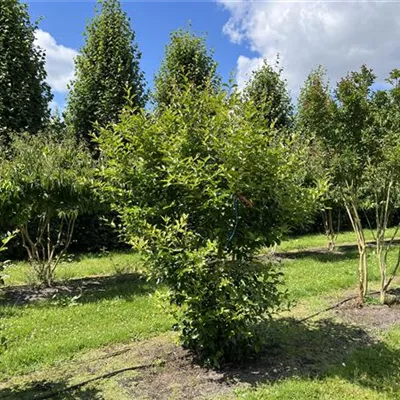 Solitär 200-250 24-A28 1190 - Chinesische Kräuselmyrte 'Muskogee' - Lagerstroemia indica 'Muskogee' - Collection