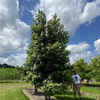 mehrstämmig 200-300 x 400-500 24-A43 2990 - Amerikanischer Amberbaum - Liquidambar styraciflua - Collection