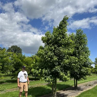 mehrstämmig 200-300 x 400-500 24-A47 2990 - Amerikanischer Amberbaum - Liquidambar styraciflua - Collection