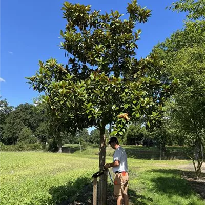 Hochstamm 40-45 24-A12 5850 - Baum-Magnolie 'Ferruginea' - Magnolia grandiflora 'Ferruginea' - Collection