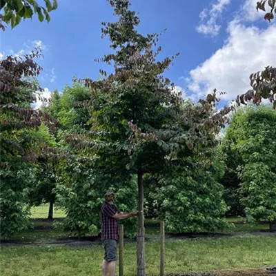 Hochstamm 30-35 24-A01 3750 - Eisenbaum - Parrotia persica - Collection