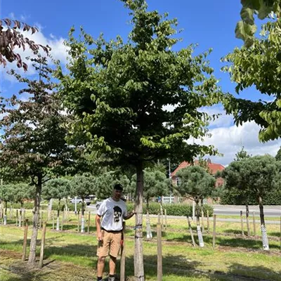 Hochstamm 35-40 24-A02 4350 - Eisenbaum - Parrotia persica - Collection