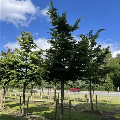 Hochstamm 30-35 24-A03 3750 - Eisenbaum - Parrotia persica - Collection