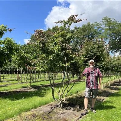 Schirmform 250-300 - Eisenbaum - Parrotia persica - Collection