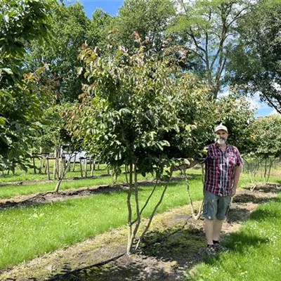 Schirmform 250-300 24-A33 2690 - Eisenbaum - Parrotia persica - Collection