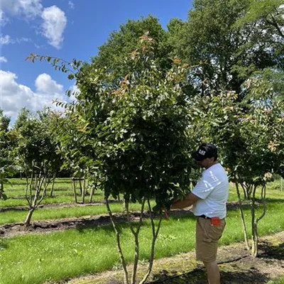 Schirmform 250-300 24-A34 2690 - Eisenbaum - Parrotia persica - Collection