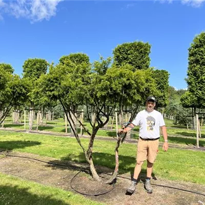 Schirmform 150-200 x 200-250 24-A09 - Japan.Eibe - Taxus cuspidata - Collection