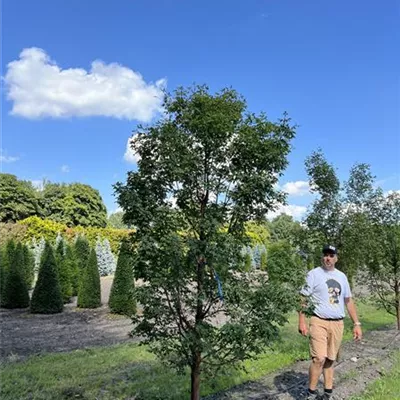 Solitär 100-150 x 250-300 24-B16 1790 - Zimt-Ahorn - Acer griseum - Collection