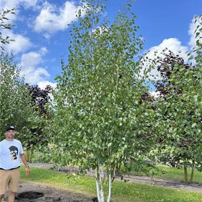 Solitär 350-400 24-A73 1190 - Himalayabirke - Betula jacquemontii - Collection