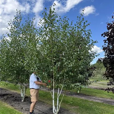 Solitär 350-400 24-A74 1190 - Himalayabirke - Betula jacquemontii - Collection