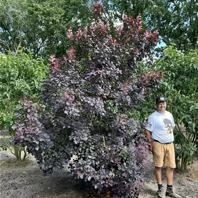 Solitär 150-200 x 300-350 24-A91 1640 - Roter Perückenstrauch 'Royal Purple' - Cotinus coggygria 'Royal Purple' - Collection