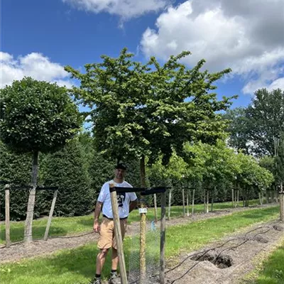 Hochstamm 20-25 24-A59 1640 - Fächerblattbaum 'Mariken' - Ginkgo biloba 'Mariken' - Collection