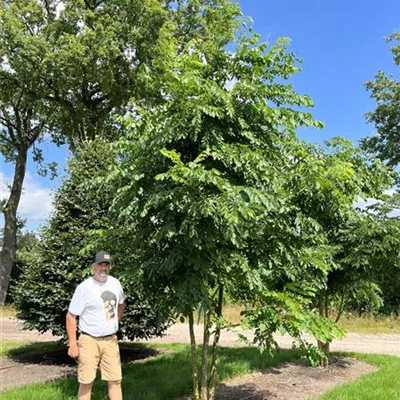 Schirmform 200-300 x 350-400 24-A56 - Geweihbaum - Gymnocladus dioicus - Collection