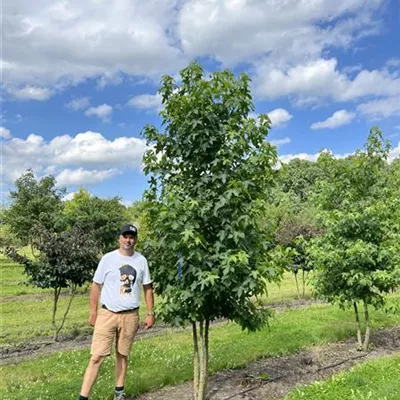 mehrstämmig 350-400 24-B18 1790 - Amerikanischer Amberbaum - Liquidambar styraciflua - Collection