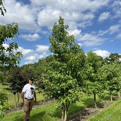 mehrstämmig 350-400 24-B19 1790 - Amerikanischer Amberbaum - Liquidambar styraciflua - Collection