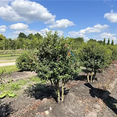 Schirmform 125-150 24-B11 1100 - Burkwoods Duftblüte - Osmanthus burkwoodii - Collection