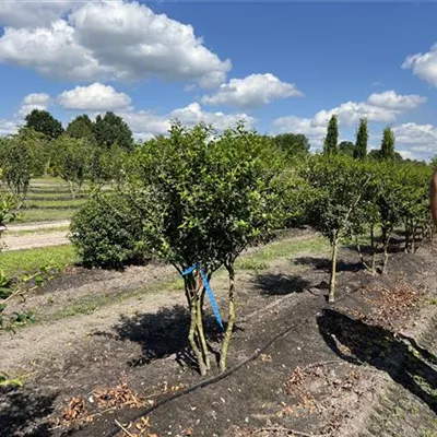 Schirmform 125-150 24-B12 1100 - Burkwoods Duftblüte - Osmanthus burkwoodii - Collection