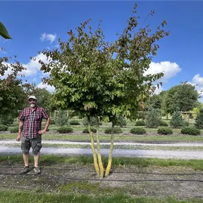 Schirmform 200-300 x 350-400 24-B08 4050 - Eisenbaum - Parrotia persica - Collection