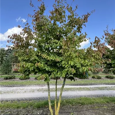 Schirmform 200-300 x 350-400 24-B09 4050 - Eisenbaum - Parrotia persica - Collection