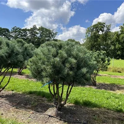 Schirmform 125-150 x 150-175 24-A63 2840 - Silberkiefer - Pinus sylvestris 'Watereri' - Collection