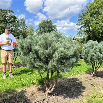 Schirmform 125-150 x 125-150 24-A64 2390 - Silberkiefer - Pinus sylvestris 'Watereri' - Collection