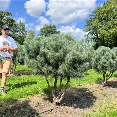 Schirmform 125-150 x 125-150 24-A64 2390 - Silberkiefer - Pinus sylvestris 'Watereri' - Collection