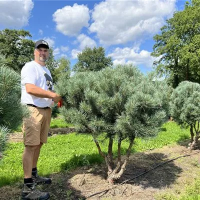 Schirmform 125-150 x 125-150 24-A64 2390 - Silberkiefer - Pinus sylvestris 'Watereri' - Collection