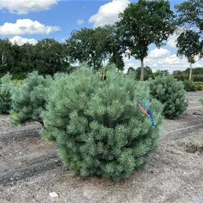 Solitär 125-150 x 125-150 24-B17 1100 - Silberkiefer - Pinus sylvestris 'Watereri' - Collection