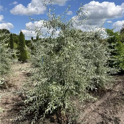 Solitär 200-250 24-A98 530 - Hängende Wildbirne - Pyrus salicifolia 'Pendula' - Collection