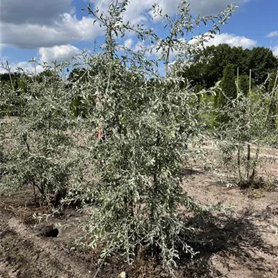 mehrstämmig 200-250 24-A99 860 - Hängende Wildbirne - Pyrus salicifolia 'Pendula' - Collection