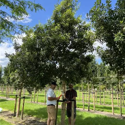 Hochstamm 25-30 24-A51 - Spanische Eiche 'Wageningen' - Quercus hispanica 'Wageningen' - Collection