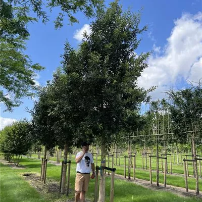 Hochstamm 25-30 24-A52 - Spanische Eiche 'Wageningen' - Quercus hispanica 'Wageningen' - Collection