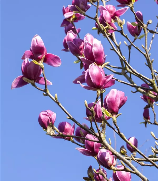 Magnolia liliiflora 'Nigra'