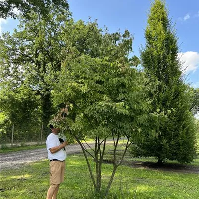 Schirmform 200-300 x 400-500 24-B30 4350 - Chin. Blumen-Hartriegel - Cornus kousa chinensis - Collection