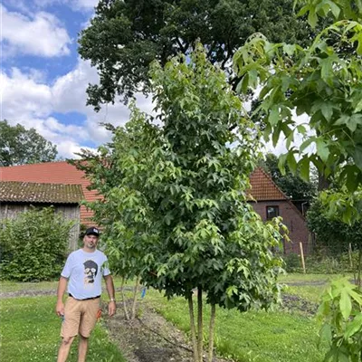 mehrstämmig 350-400 24-B24 1790 - Amerikanischer Amberbaum - Liquidambar styraciflua - Collection