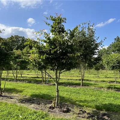 Schirmform einstämmig 250-300 24-B34 2090 - Eisenbaum - Parrotia persica - Collection