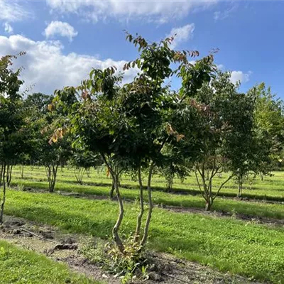 Schirmform 150-200 x 200-250 24-B37 2090 - Eisenbaum - Parrotia persica - Collection