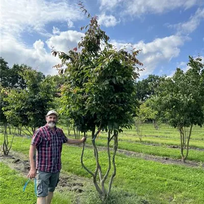 Schirmform 150-200 x 300-350 24-B38 2690 - Eisenbaum - Parrotia persica - Collection