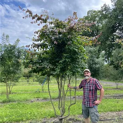 Schirmform 150-200 x 350-400 24-B46 2990 - Eisenbaum - Parrotia persica - Collection