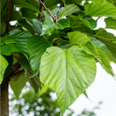 Hochstamm im Container Stammumfang 10-12 - Winterlinde - Tilia cordata