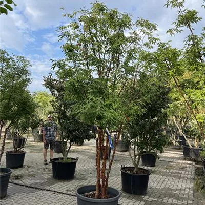 Schirmform 100-150 x 300-350 24-B75 2900 - Zimt-Ahorn - Acer griseum - Collection