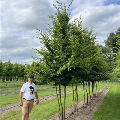 mehrstämmig 400-500 24-B51 1940 - Hainbuche,Weißbuche - Carpinus betulus - Collection