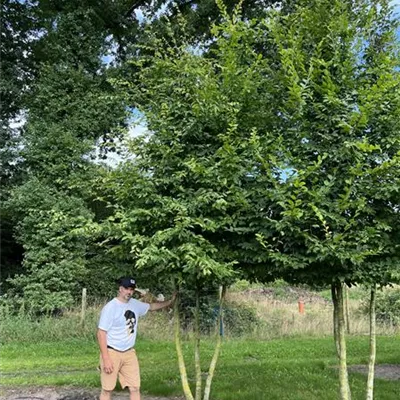 mehrstämmig 400-500 24-B52 1940 - Hainbuche,Weißbuche - Carpinus betulus - Collection