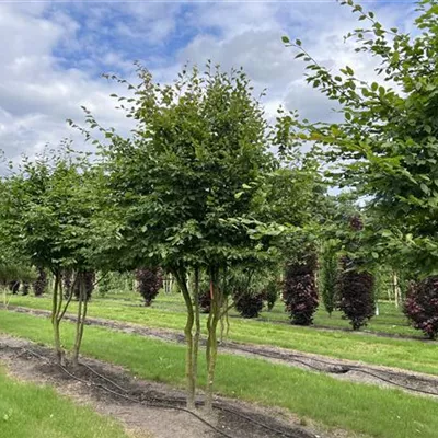 Schirmform 150-200 x 350-400 24-B57 1940 - Hainbuche,Weißbuche - Carpinus betulus - Collection