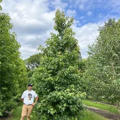 Solitär 150-200 x 500-600 24-B55 1650 - Amerikanischer Amberbaum - Liquidambar styraciflua - Collection