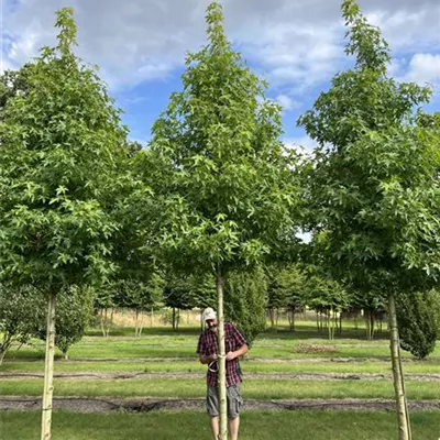 Hochstamm 25-30 24-B53 1970 - Amberbaum 'Worplesdon' - Liquidambar styraciflua 'Worplesdon' - Collection