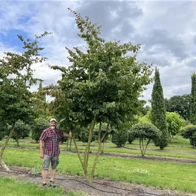 Schirmform 200-300 x 400-450 24-B60 4350 - Eisenbaum - Parrotia persica - Collection