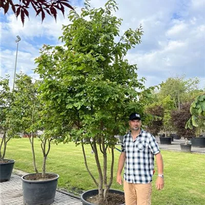 Schirmform 150-200 x 250-300 - Eisenbaum - Parrotia persica - Collection