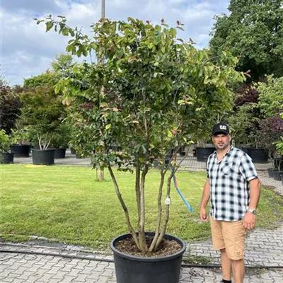 Schirmform 150-200 x 200-250 24-B64 2090 - Eisenbaum - Parrotia persica - Collection