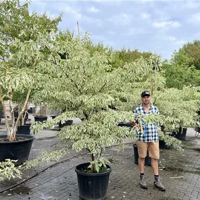 Solitär 200-300 x 200-250 24-B77 1790 - Hoher Weißbunter Etagen-Hartriegel - Cornus controversa 'Variegata' - Collection